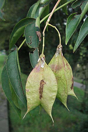 Staphylea pinnata \ Pimpernuss / Bladdernut, D Weinheim an der Bergstraße 9.7.2007