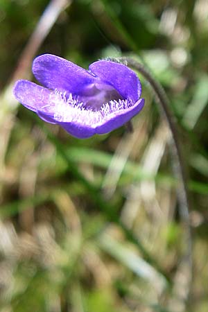 Pinguicula vulgaris \ Gemeines Fettkraut / Common Butterwort, D Schwarzwald/Black-Forest, Feldberg 29.6.2008