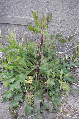 Picris hieracioides \ Gemeines Bitterkraut / Hawkweed Ox-Tongue, D Mannheim 6.5.2009