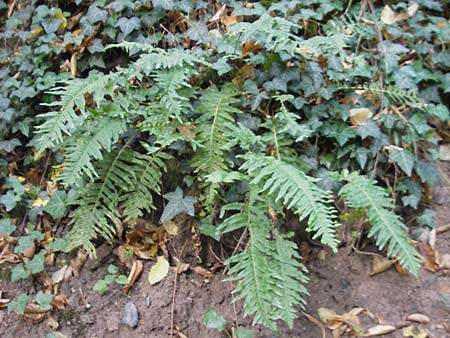 Polypodium vulgare \ Gewhnlicher Tpfelfarn / Polypody, D Zwingenberg an der Bergstraße 14.9.2009