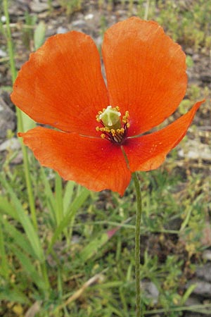 Papaver dubium subsp. confine \ Verkannter Saat-Mohn / Long-Headed Poppy, D Mannheim 15.5.2006