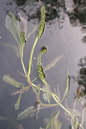 Potamogeton lucens \ Glnzendes Laichkraut / Shining Pontweed, D Römerberg 28.8.2008