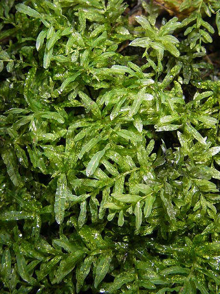 Plagiomnium undulatum \ Gewelltbl&auml;ttriges Sternmoos / Hart's-Tongue Thyme Moss, D Weinheim an der Bergstra&szlig;e 26.7.2009