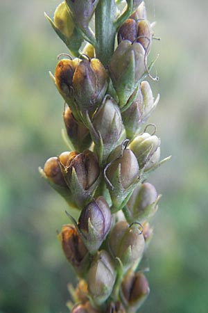 Veronica longifolia \ Langblttriger Blauweiderich, Langblttriger Ehrenpreis / Longleaf Speedwell, D Groß-Gerau 31.8.2009