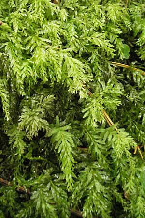 Plagiomnium undulatum ? \ Gewelltbl&auml;ttriges Sternmoos / Hart's-Tongue Thyme Moss, D Feuchtwangen 9.10.2009