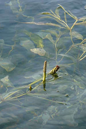 Potamogeton lucens \ Glnzendes Laichkraut / Shining Pontweed, D Römerberg 28.8.2008