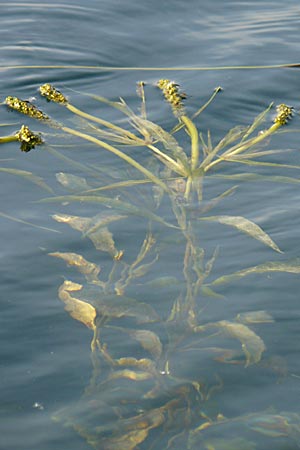 Potamogeton lucens \ Glnzendes Laichkraut / Shining Pontweed, D Römerberg 28.8.2008