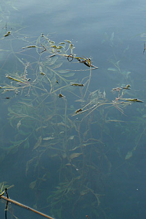 Potamogeton lucens \ Glnzendes Laichkraut / Shining Pontweed, D Römerberg 28.8.2008