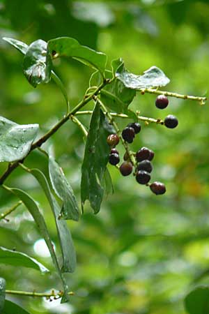Prunus laurocerasus \ Kirsch-Lorbeer, Lorbeerkirsche / Cherry Laurel, D Alsbach 21.9.2014