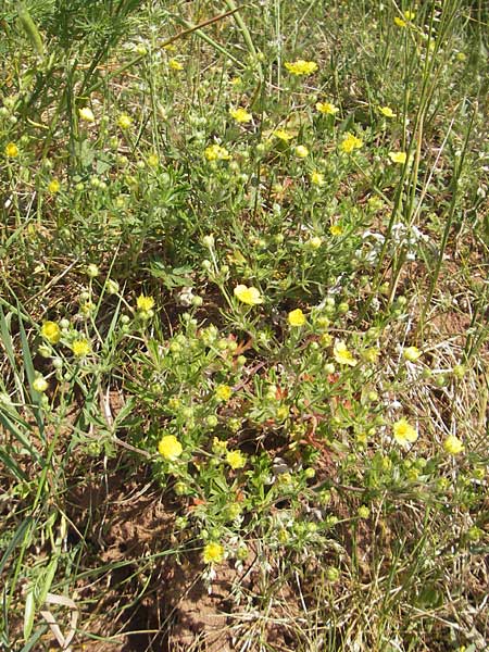 Potentilla annweiler \ Annweiler-H&uuml;gel-Fingerkraut / Annweiler Cinquefoil, D Annweiler 7.5.2011