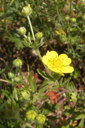 Potentilla annweiler \ Annweiler-H&uuml;gel-Fingerkraut / Annweiler Cinquefoil, D Annweiler 7.5.2011