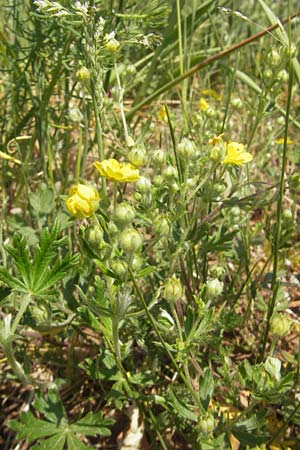 Potentilla annweiler \ Annweiler-H&uuml;gel-Fingerkraut / Annweiler Cinquefoil, D Annweiler 7.5.2011