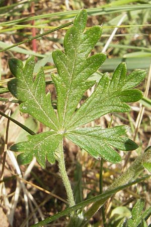 Potentilla annweiler \ Annweiler-H&uuml;gel-Fingerkraut / Annweiler Cinquefoil, D Annweiler 7.5.2011