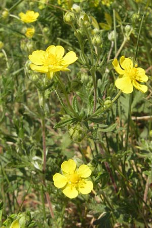 Potentilla annweiler \ Annweiler-H&uuml;gel-Fingerkraut / Annweiler Cinquefoil, D Annweiler 7.5.2011