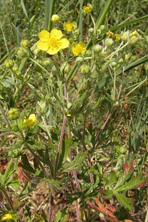 Potentilla annweiler \ Annweiler-H&uuml;gel-Fingerkraut / Annweiler Cinquefoil, D Annweiler 7.5.2011
