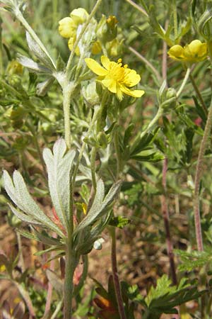 Potentilla annweiler \ Annweiler-H&uuml;gel-Fingerkraut / Annweiler Cinquefoil, D Annweiler 7.5.2011