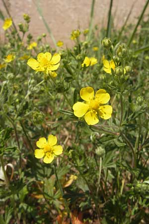 Potentilla annweiler \ Annweiler-H&uuml;gel-Fingerkraut / Annweiler Cinquefoil, D Annweiler 7.5.2011