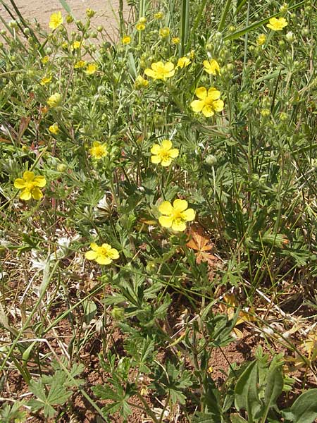 Potentilla annweiler \ Annweiler-H&uuml;gel-Fingerkraut / Annweiler Cinquefoil, D Annweiler 7.5.2011