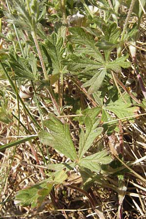 Potentilla annweiler \ Annweiler-H&uuml;gel-Fingerkraut / Annweiler Cinquefoil, D Annweiler 7.5.2011