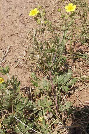 Potentilla annweiler \ Annweiler-H&uuml;gel-Fingerkraut / Annweiler Cinquefoil, D Annweiler 7.5.2011