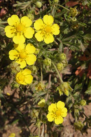 Potentilla annweiler \ Annweiler-H&uuml;gel-Fingerkraut / Annweiler Cinquefoil, D Annweiler 7.5.2011
