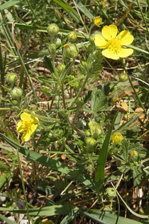 Potentilla annweiler \ Annweiler-H&uuml;gel-Fingerkraut / Annweiler Cinquefoil, D Annweiler 7.5.2011