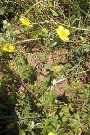 Potentilla annweiler \ Annweiler-H&uuml;gel-Fingerkraut / Annweiler Cinquefoil, D Annweiler 7.5.2011