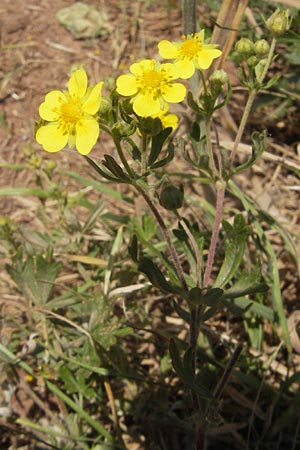 Potentilla annweiler \ Annweiler-H&uuml;gel-Fingerkraut / Annweiler Cinquefoil, D Annweiler 7.5.2011