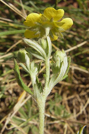 Potentilla annweiler \ Annweiler-H&uuml;gel-Fingerkraut / Annweiler Cinquefoil, D Annweiler 7.5.2011