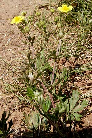 Potentilla annweiler \ Annweiler-H&uuml;gel-Fingerkraut / Annweiler Cinquefoil, D Annweiler 7.5.2011