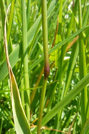 Phleum rhaeticum \ Rtisches Alpen-Lieschgras / Rhaetian Cat's-Tail, D Immenstadt 21.6.2011