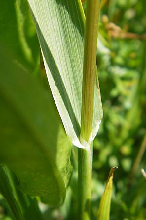 Phleum rhaeticum \ Rtisches Alpen-Lieschgras / Rhaetian Cat's-Tail, D Immenstadt 21.6.2011