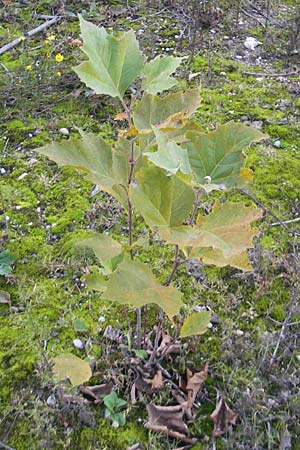 Platanus x hispanica \ Bastard-Platane / London Plane-Tree, D Ludwigshafen 8.10.2011