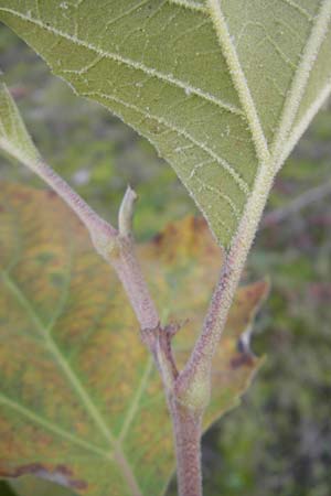 Platanus x hispanica \ Bastard-Platane / London Plane-Tree, D Ludwigshafen 8.10.2011