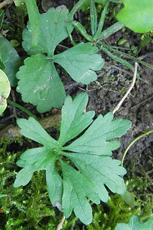 Ranunculus pleiophyllus \ Vollblttriger Gold-Hahnenfu / Filled-Leaved Goldilocks, D Harthausen 2.5.2012