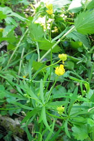 Ranunculus pleiophyllus \ Vollblttriger Gold-Hahnenfu / Filled-Leaved Goldilocks, D Harthausen 2.5.2012