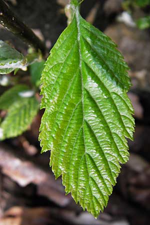 Sorbus parumlobata \ Schwachgelappte Mehlbeere / Small-Lobed Whitebeam, D Thüringen, Arnstadt 8.5.2013