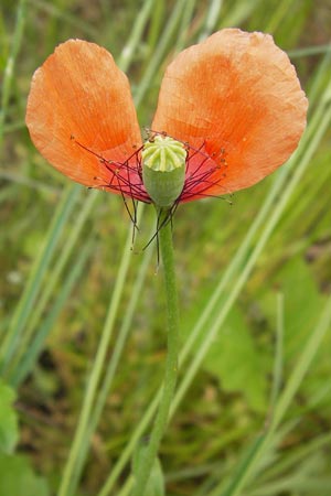 Papaver lecoqii \ Gelbmilchender Saat-Mohn / Lecoq's Poppy, D Sternenfels 14.6.2013