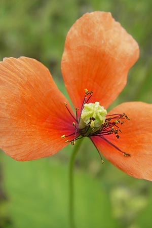 Papaver lecoqii \ Gelbmilchender Saat-Mohn / Lecoq's Poppy, D Sternenfels 14.6.2013