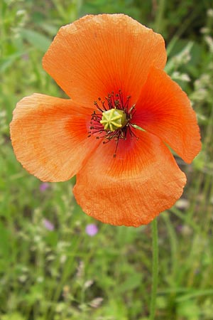 Papaver lecoqii \ Gelbmilchender Saat-Mohn / Lecoq's Poppy, D Sternenfels 14.6.2013