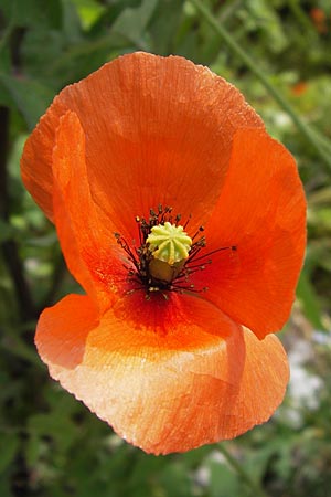 Papaver lecoqii \ Gelbmilchender Saat-Mohn / Lecoq's Poppy, D Sternenfels 14.6.2013
