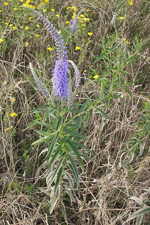Veronica longifolia \ Langblttriger Blauweiderich, Langblttriger Ehrenpreis / Longleaf Speedwell, D Groß-Gerau 4.7.2013