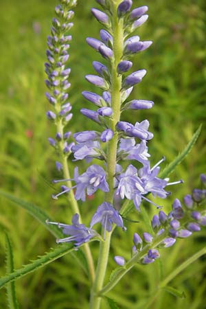 Veronica longifolia \ Langblttriger Blauweiderich, Langblttriger Ehrenpreis / Longleaf Speedwell, D Groß-Gerau 4.7.2013