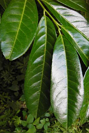 Prunus laurocerasus \ Kirsch-Lorbeer, Lorbeerkirsche / Cherry Laurel, D Alsbach 30.6.2014