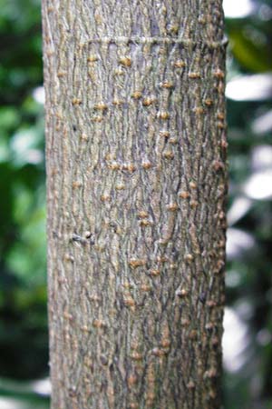 Prunus laurocerasus \ Kirsch-Lorbeer, Lorbeerkirsche / Cherry Laurel, D Alsbach 30.6.2014