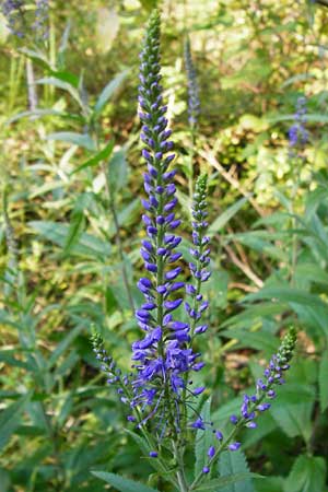 Veronica longifolia \ Langblttriger Blauweiderich, Langblttriger Ehrenpreis / Longleaf Speedwell, D Graben-Neudorf 15.7.2014