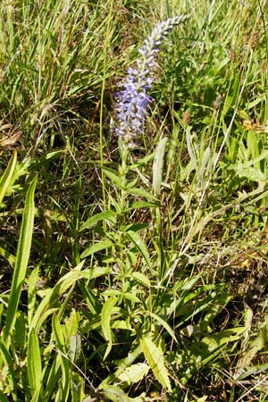 Veronica longifolia \ Langblttriger Blauweiderich, Langblttriger Ehrenpreis / Longleaf Speedwell, D Oppenheim 18.7.2014