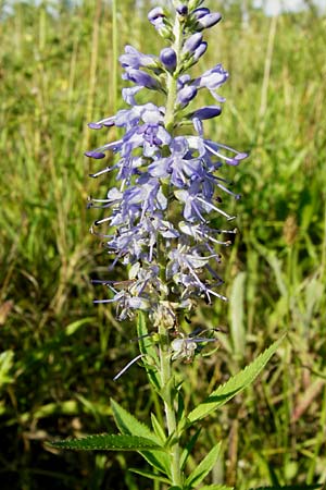 Veronica longifolia \ Langblttriger Blauweiderich, Langblttriger Ehrenpreis / Longleaf Speedwell, D Oppenheim 18.7.2014