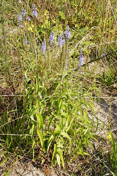 Veronica longifolia \ Langblttriger Blauweiderich, Langblttriger Ehrenpreis / Longleaf Speedwell, D Mainz 26.7.2014