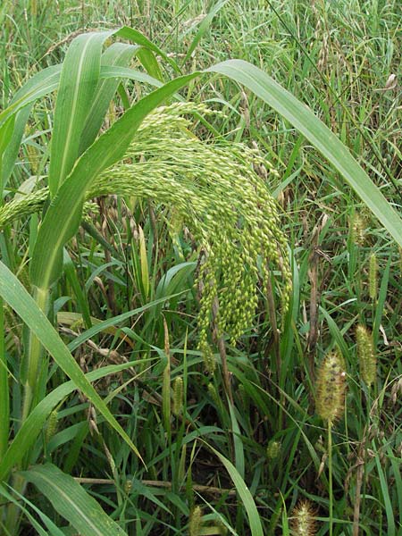 Panicum miliaceum subsp. miliaceum \ Echte Rispen-Hirse / Common Millet, D Babenhausen 11.8.2007